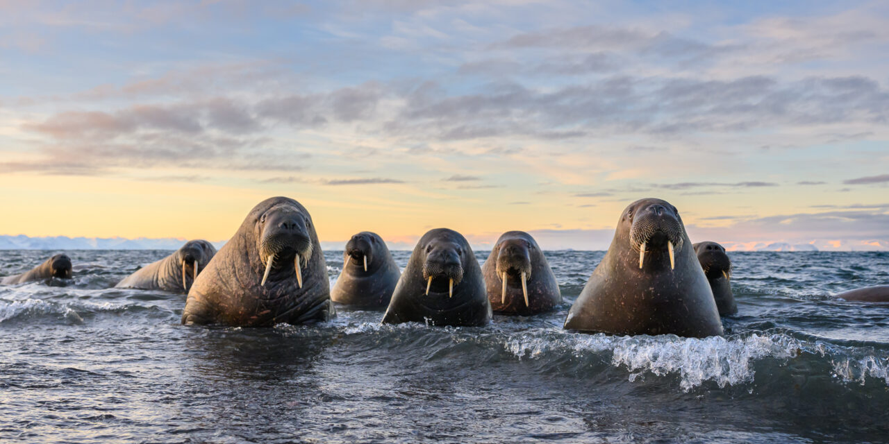 Los Nikon Comedy Wildlife Awards 2026 anuncian sus fotografías finalistas