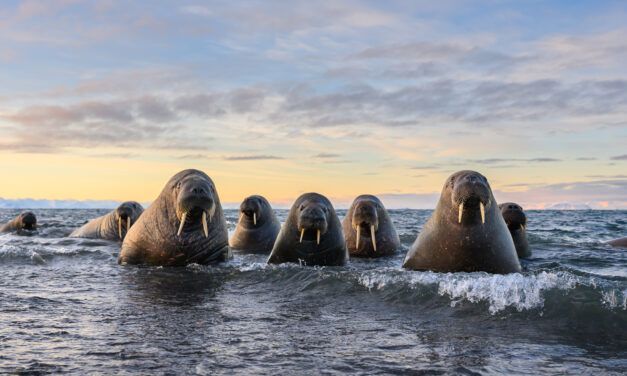 Los Nikon Comedy Wildlife Awards 2026 anuncian sus fotografías finalistas