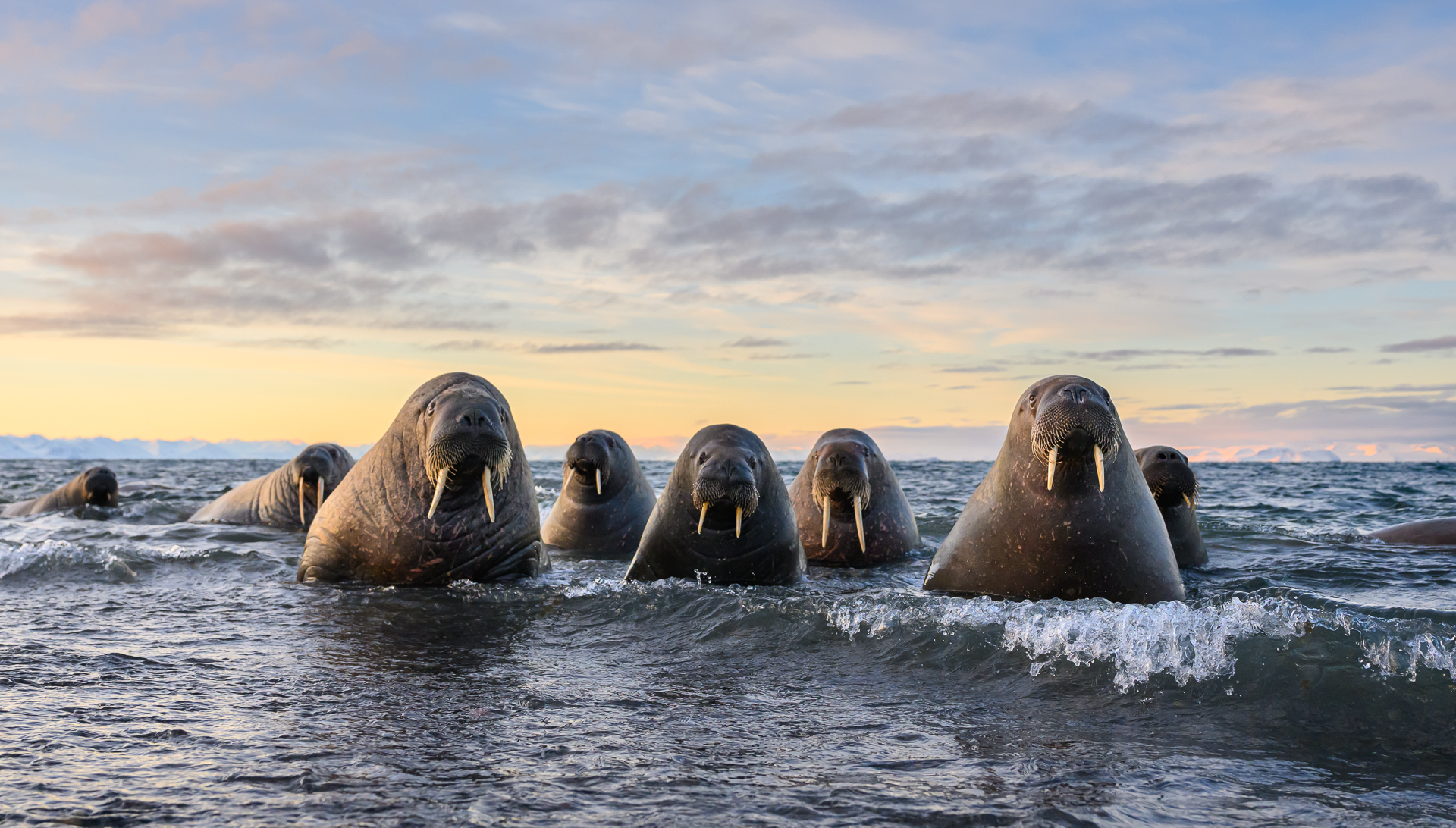 Los Nikon Comedy Wildlife Awards 2026 anuncian sus fotografías finalistas