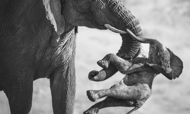 Las espectaculares fotografías ganadoras del Wildlife Photographer of the Year 2026